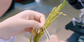 科学家创制了合成辅酶Q10的水稻新种质